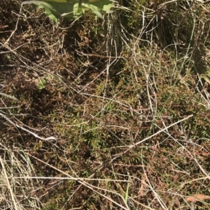 Dillwynia prostrata at Mount Clear, ACT - 24 Nov 2022