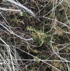 Dillwynia prostrata at Mount Clear, ACT - 24 Nov 2022 12:25 PM