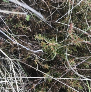 Dillwynia prostrata at Mount Clear, ACT - 24 Nov 2022