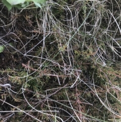 Dillwynia prostrata at Mount Clear, ACT - 24 Nov 2022