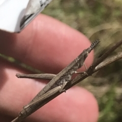 Keyacris scurra (Key's Matchstick Grasshopper) at Namadgi National Park - 24 Nov 2022 by Tapirlord