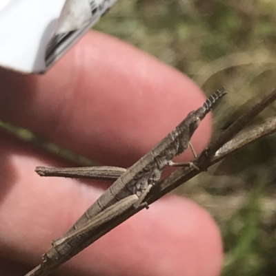 Keyacris scurra (Key's Matchstick Grasshopper) at Mount Clear, ACT - 24 Nov 2022 by Tapirlord
