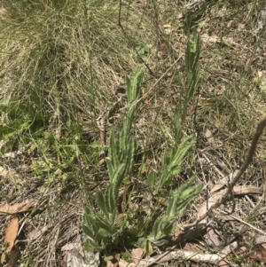 Senecio nigrapicus at Mount Clear, ACT - 24 Nov 2022