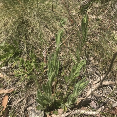 Senecio nigrapicus (Black-Tip Fireweed) at Namadgi National Park - 24 Nov 2022 by Tapirlord