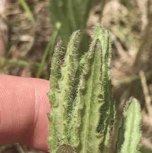 Senecio nigrapicus at Mount Clear, ACT - 24 Nov 2022