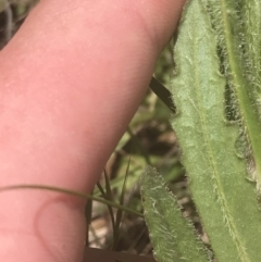 Senecio nigrapicus at Mount Clear, ACT - 24 Nov 2022 11:44 AM