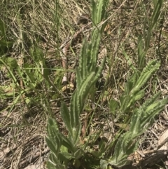 Senecio nigrapicus at Mount Clear, ACT - 24 Nov 2022 11:44 AM