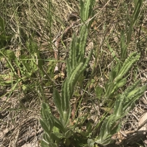 Senecio nigrapicus at Mount Clear, ACT - 24 Nov 2022