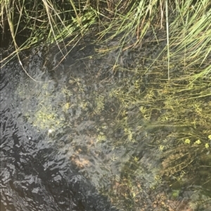 Ranunculus inundatus at Mount Clear, ACT - 24 Nov 2022