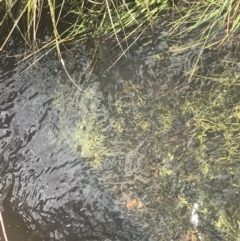 Ranunculus inundatus at Mount Clear, ACT - 24 Nov 2022
