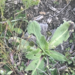 Solenogyne gunnii at Mount Clear, ACT - 24 Nov 2022 11:32 AM