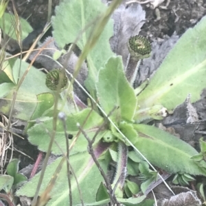 Solenogyne gunnii at Mount Clear, ACT - 24 Nov 2022