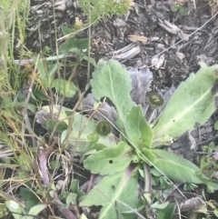 Solenogyne gunnii at Mount Clear, ACT - 24 Nov 2022 11:32 AM