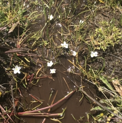 Montia australasica (White Purslane) at Mount Clear, ACT - 24 Nov 2022 by Tapirlord