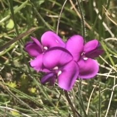 Swainsona behriana (Behr's Swainson-Pea) at Mount Clear, ACT - 24 Nov 2022 by Tapirlord