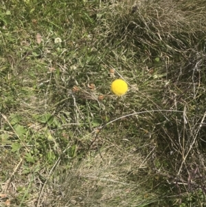 Craspedia variabilis at Mount Clear, ACT - suppressed