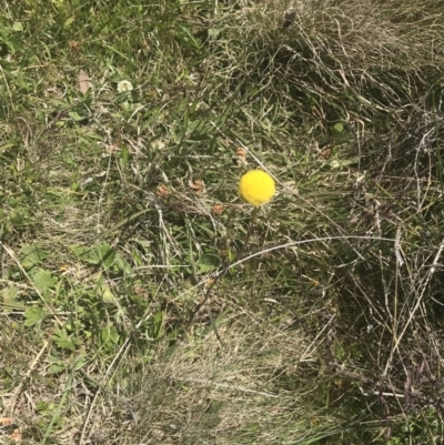 Craspedia variabilis (Common Billy Buttons) at Namadgi National Park - 24 Nov 2022 by Tapirlord