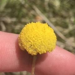 Craspedia variabilis at Mount Clear, ACT - suppressed