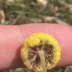 Craspedia variabilis at Mount Clear, ACT - 24 Nov 2022