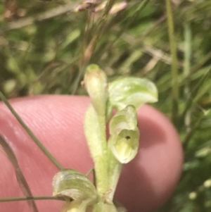 Hymenochilus crassicaulis at Mount Clear, ACT - 24 Nov 2022