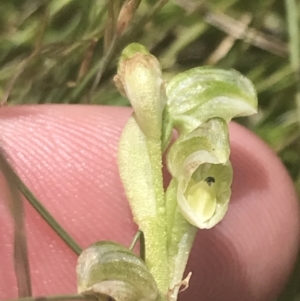 Hymenochilus crassicaulis at Mount Clear, ACT - 24 Nov 2022