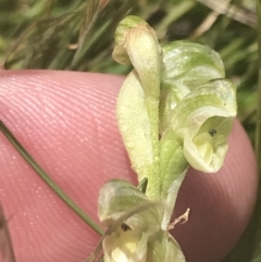 Hymenochilus crassicaulis at Mount Clear, ACT - 24 Nov 2022