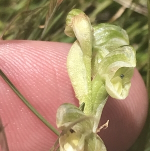 Hymenochilus crassicaulis at Mount Clear, ACT - 24 Nov 2022