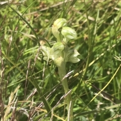 Hymenochilus crassicaulis at Mount Clear, ACT - 24 Nov 2022