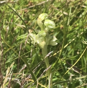 Hymenochilus crassicaulis at Mount Clear, ACT - 24 Nov 2022