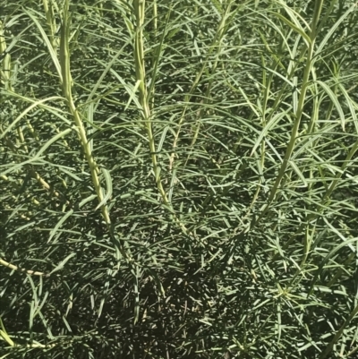 Cassinia longifolia (Shiny Cassinia, Cauliflower Bush) at Booth, ACT - 24 Nov 2022 by Tapirlord