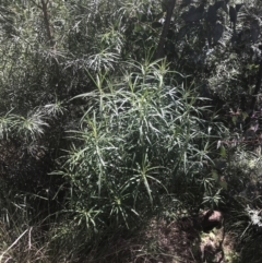 Cassinia longifolia at Booth, ACT - 24 Nov 2022 10:44 AM