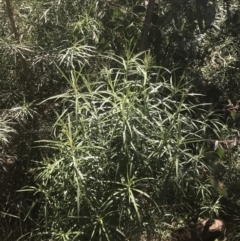 Cassinia longifolia at Booth, ACT - 24 Nov 2022