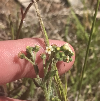 Hackelia suaveolens (Sweet Hounds Tongue) at Namadgi National Park - 23 Nov 2022 by Tapirlord