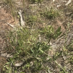 Hackelia suaveolens at Rendezvous Creek, ACT - 24 Nov 2022 10:32 AM