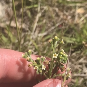 Hackelia suaveolens at Rendezvous Creek, ACT - 24 Nov 2022 10:32 AM