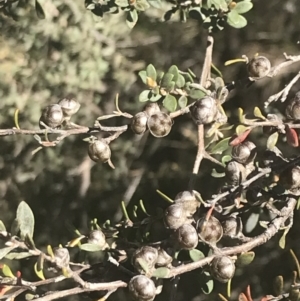 Leptospermum myrtifolium at Rendezvous Creek, ACT - 24 Nov 2022