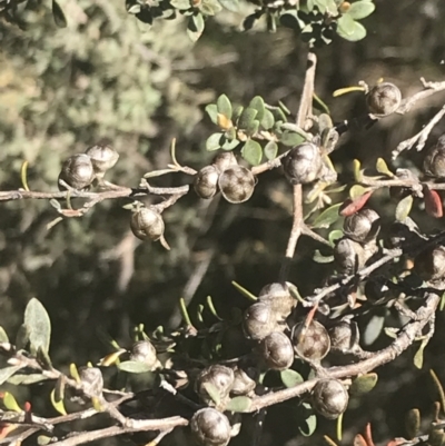 Leptospermum myrtifolium (Myrtle Teatree) at Namadgi National Park - 23 Nov 2022 by Tapirlord