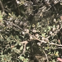 Leptospermum myrtifolium at Rendezvous Creek, ACT - 24 Nov 2022