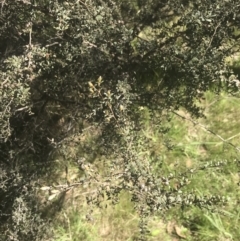 Leptospermum myrtifolium at Rendezvous Creek, ACT - 24 Nov 2022