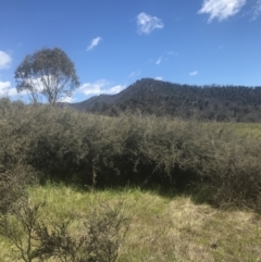 Leptospermum myrtifolium at Rendezvous Creek, ACT - 24 Nov 2022
