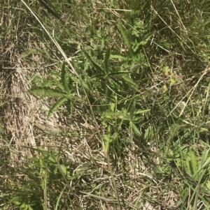 Potentilla recta at Rendezvous Creek, ACT - 24 Nov 2022 10:27 AM