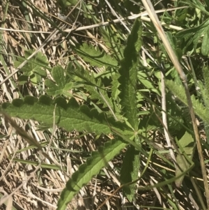 Potentilla recta at Rendezvous Creek, ACT - 24 Nov 2022 10:27 AM