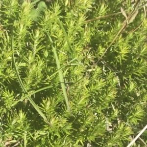 Acrotriche serrulata at Rendezvous Creek, ACT - 24 Nov 2022