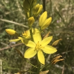 Bulbine glauca (Rock Lily) at Rendezvous Creek, ACT - 24 Nov 2022 by Tapirlord