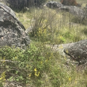 Bulbine glauca at Rendezvous Creek, ACT - 24 Nov 2022