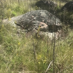 Bulbine glauca at Rendezvous Creek, ACT - 24 Nov 2022