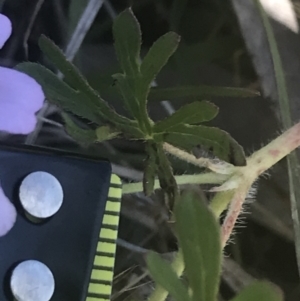 Geranium solanderi var. solanderi at Rendezvous Creek, ACT - 24 Nov 2022