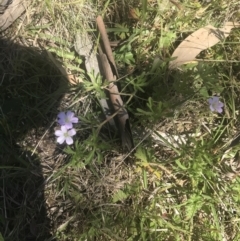 Geranium solanderi var. solanderi at Rendezvous Creek, ACT - 24 Nov 2022