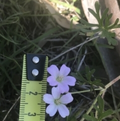 Geranium solanderi var. solanderi at Rendezvous Creek, ACT - 24 Nov 2022