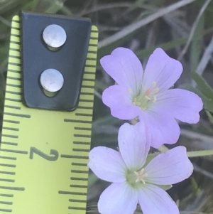 Geranium solanderi var. solanderi at Rendezvous Creek, ACT - 24 Nov 2022